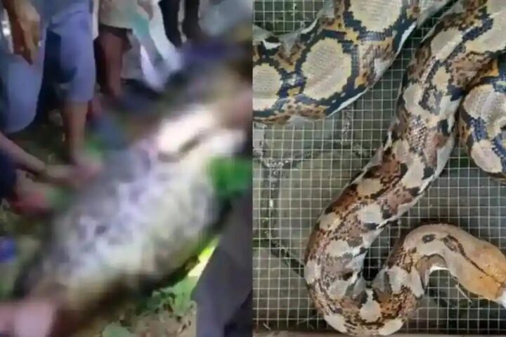 Bi Kịch Rùng Rợn Tại Indonesia: Người Đàn Ông Bị Trăn Gấm Nuốt Chửng