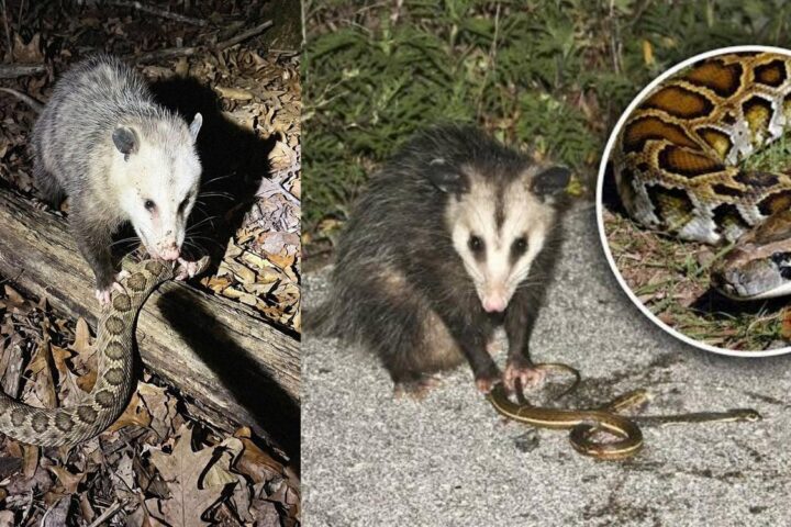 Khám Phá Bất Tử: Bí Ẩn Opossum và Tương Lai Y Học