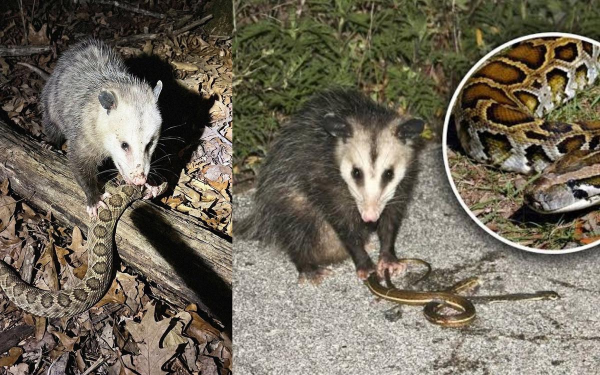 Khám Phá Bất Tử: Bí Ẩn Opossum và Tương Lai Y Học