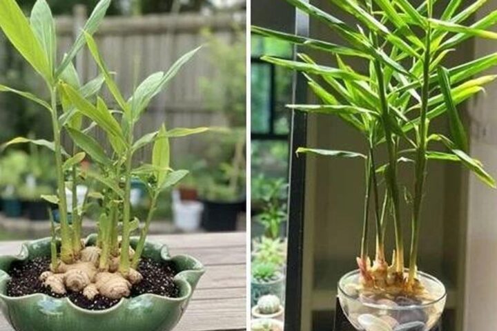 Những Lợi Ích Tuyệt Vời Khi Trồng Gừng Tại Nhà