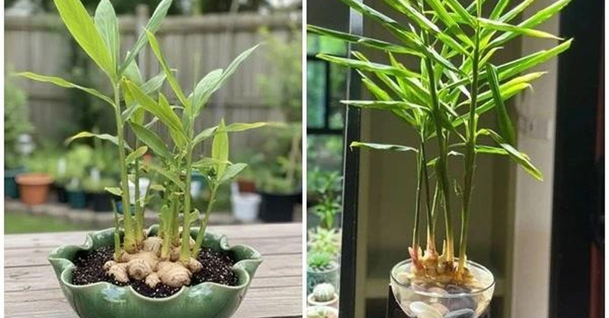 Những Lợi Ích Tuyệt Vời Khi Trồng Gừng Tại Nhà